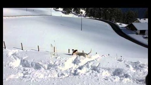 Pupa in val senales - ottobre 2013