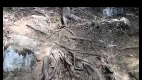 Il sentiero del tedesco abetone