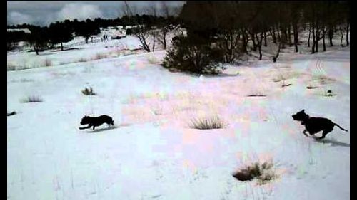 Morgan&Thor sulla neve nicolosi