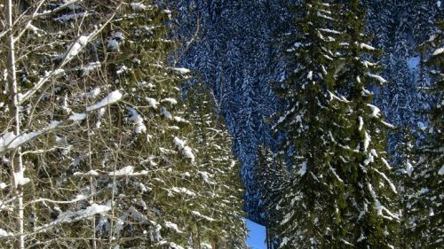 Fouripista tra i pini - Zona Ecudets