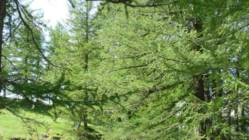 boschi verso Cheneil incantevole localit&agrave; Valtournenche