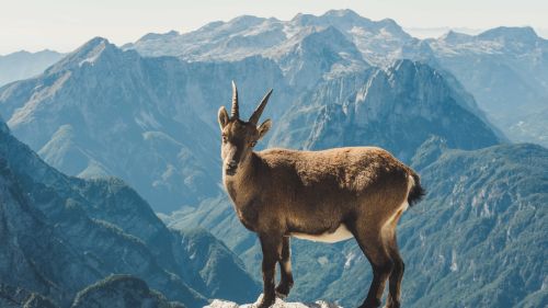 Credits: Theocharis-Druml